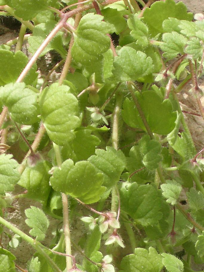 Veronica cymbalaria